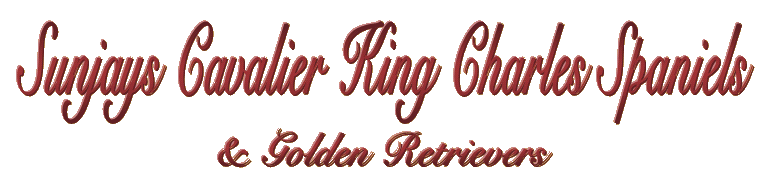 Sunjays Cavalier King Charles Spaniels and Golden Retrievers